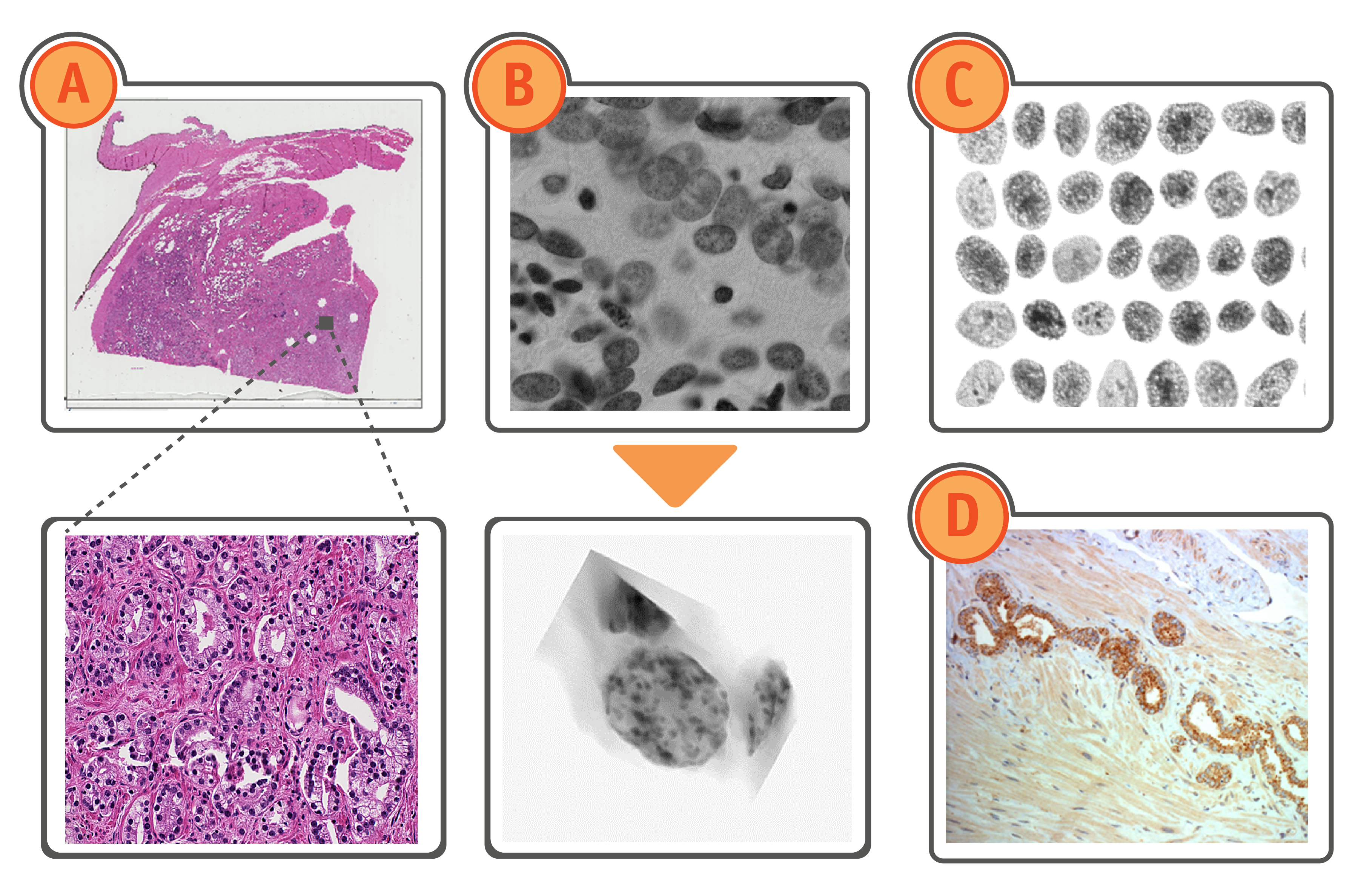 Types of images at the icgi - scan, cancer research, histology slides, virtual microscopy