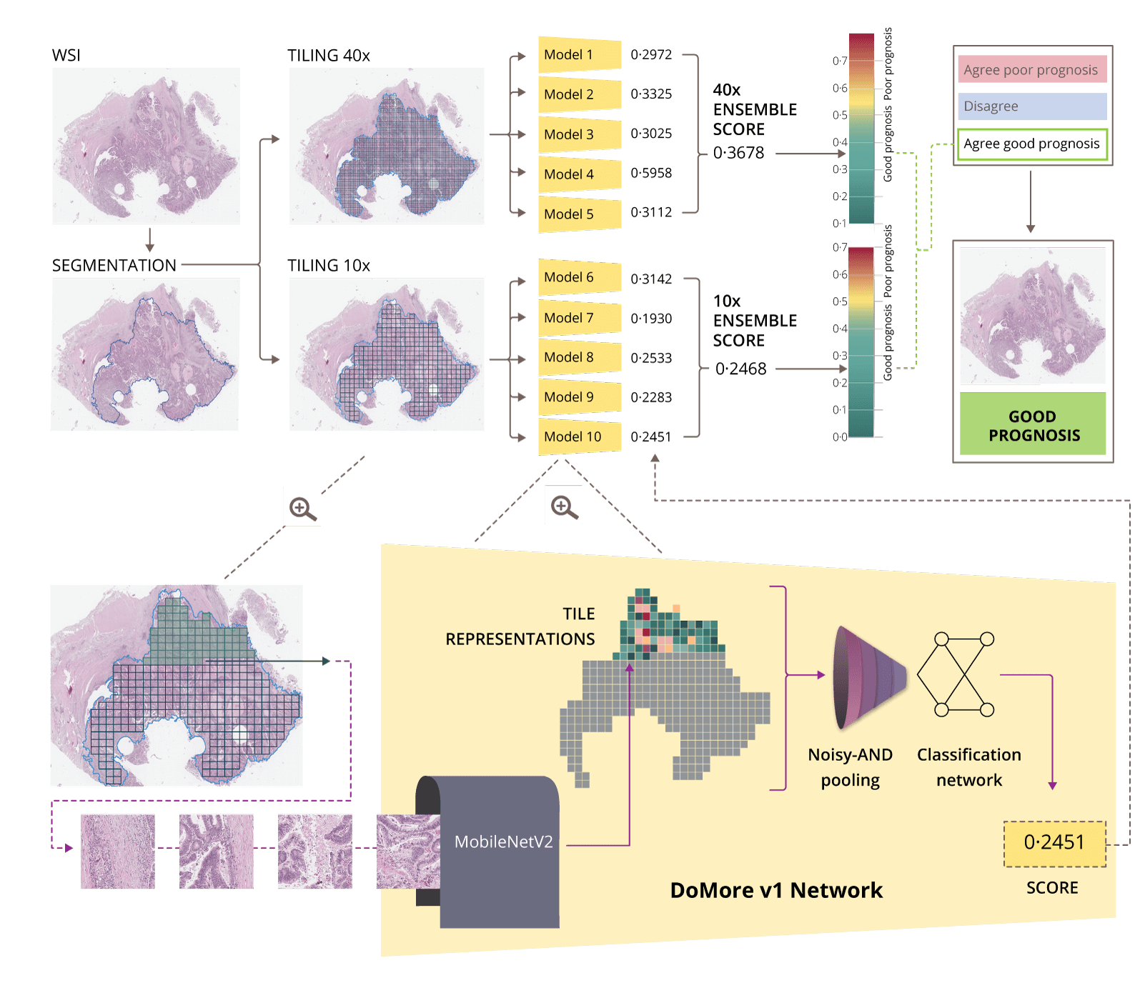 Histotyping-demonstration illustration